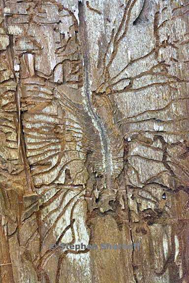 scolytus trails 3 graphic